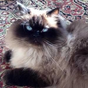 Meet your Posher, Trish